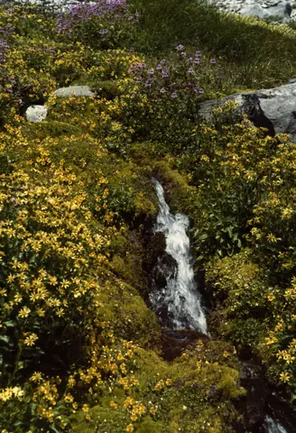 From the Urban Leaders slide collection
